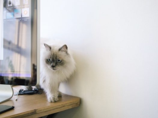 白色小猫咪图片