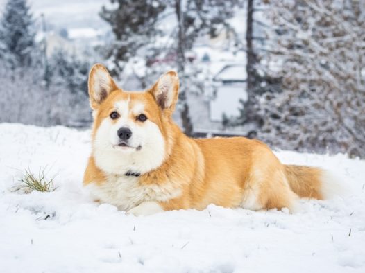 冬季威尔士柯基犬雪地摄影图片