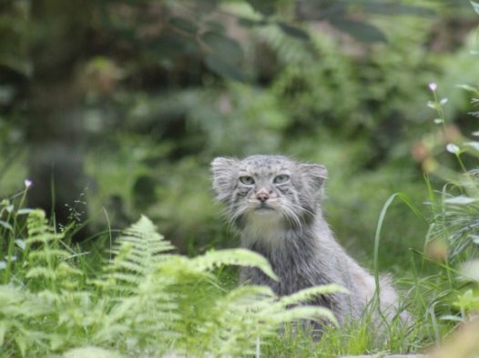 草丛里的野猫图片