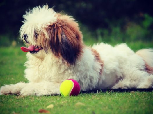 白色宠物狗图片