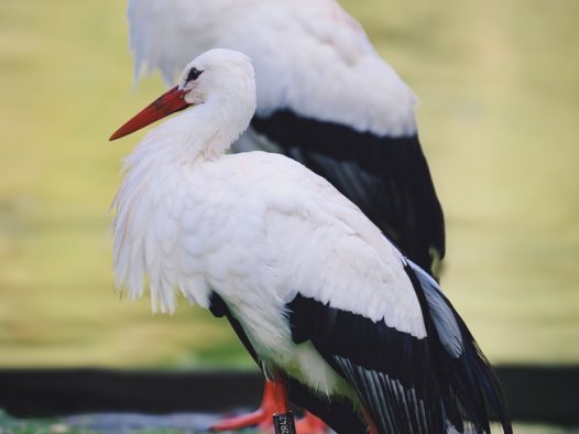 两只东方白鹳摄影图片