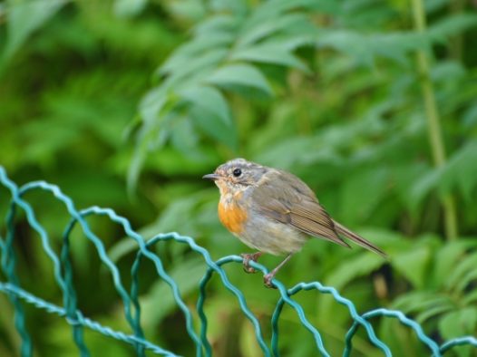 知更鸟休憩图片