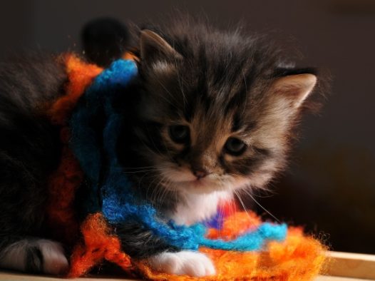 可爱猫咪幼崽图片