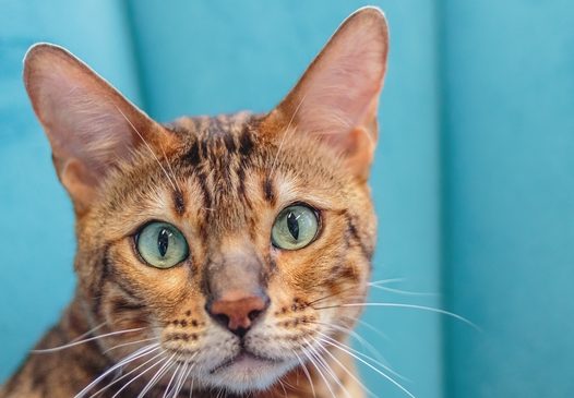 超萌可爱小猫图片