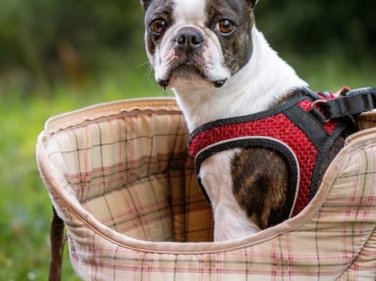 可爱呆萌波士顿梗犬图片