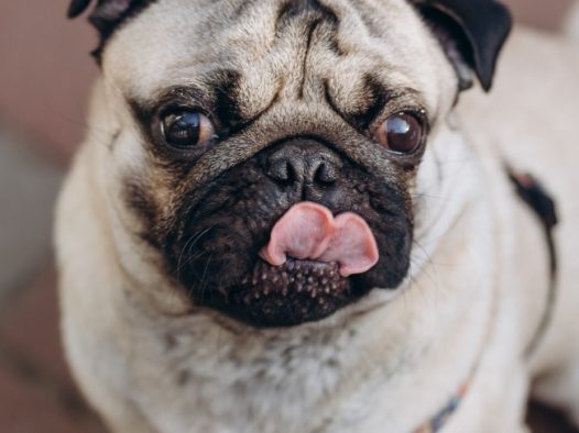 可爱嘟嘟胖狗狗图片