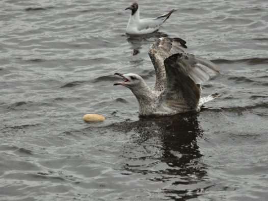 海鸥水中觅食图片