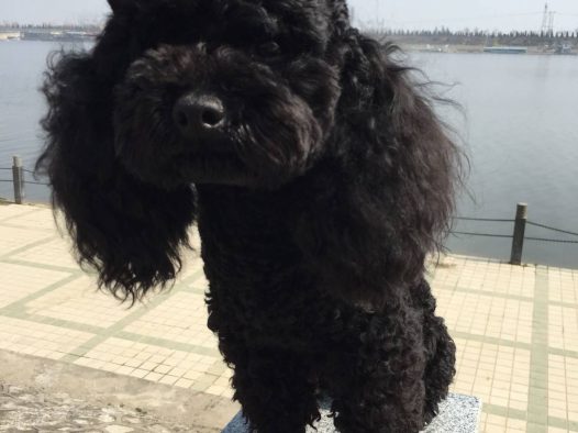 泰迪 阳光明媚,和麻麻出来晒太阳啦