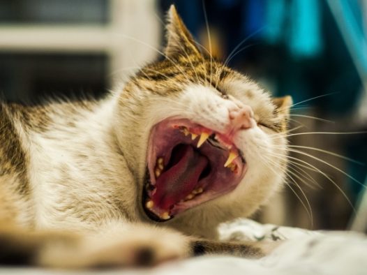 猫咪打哈欠图片