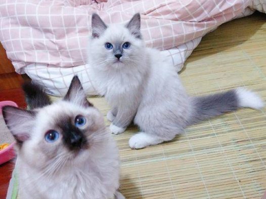 别看我们家四犊子没心没肺，但是离开我们，哪怕他们四个在一起，没关着都不玩了….朋友带也不行，就认我和我家那位