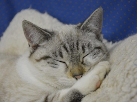 纯种英短猫图片