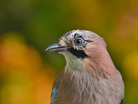 野生红腹松鸦摄影图片