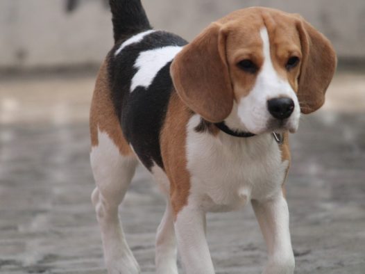 小猎犬宠物狗图片