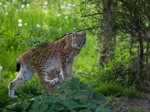 树林里的野猫图片
