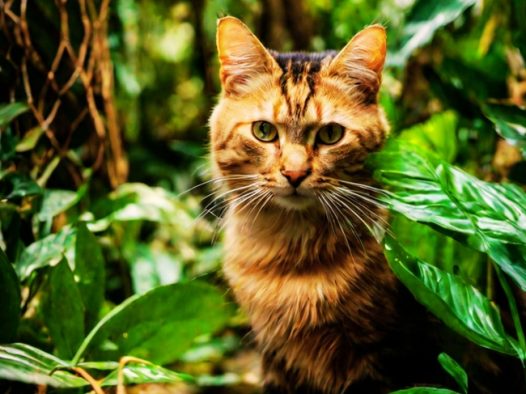 荒野树林可爱小萌猫写真图片