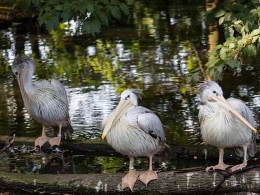 大嘴鹈鹕休憩图片