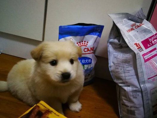 有谁知道这是什么狗啊，感觉被骗了的感觉，买的时候说是金毛。