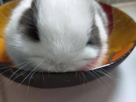 小小的一团,超萌的大福公主来啦