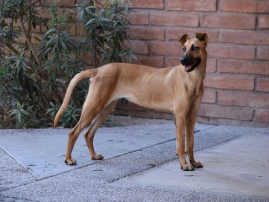 家养棕色土狗图片