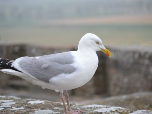 可爱观赏鸽图片