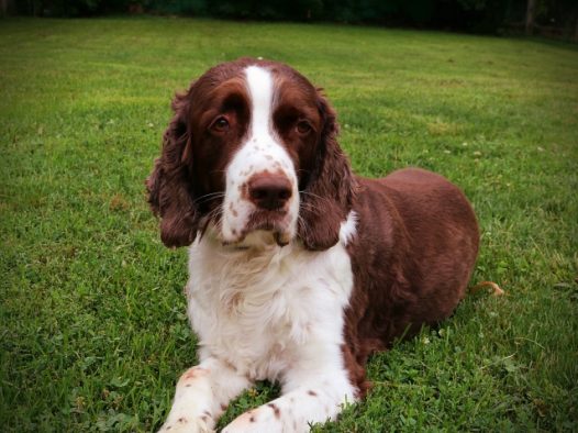 可爱史宾格犬图片