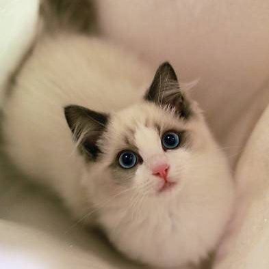 布偶猫