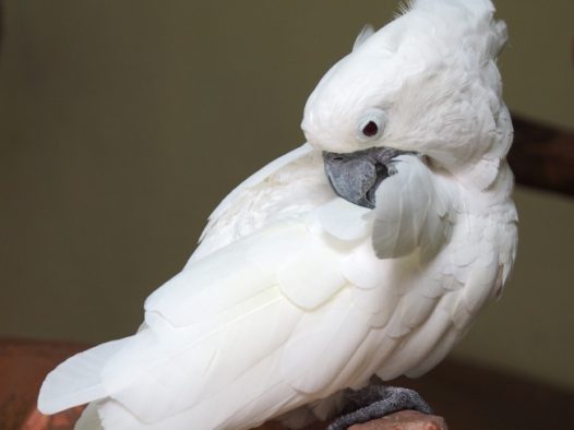 可爱白色鹦鹉图片