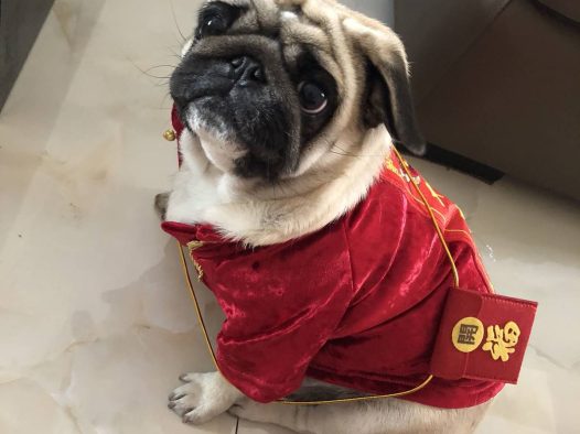 过年专用讨红包行头