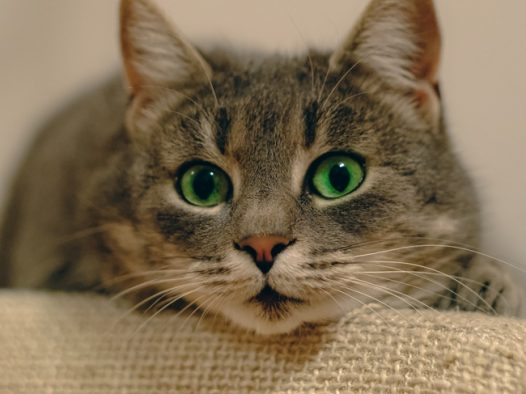 正在发呆的可爱小萌猫摄影图片