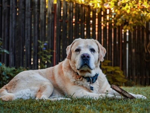 呆萌拉布拉多犬图片