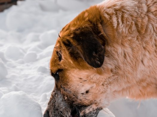 狗狗吃雪图片
