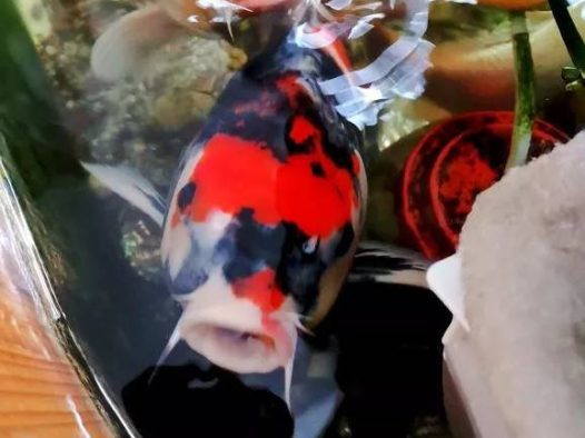 天气温暖起来了，在阳光的照射下锦鲤是那么的漂亮，一喂食一群群的游来，这是说不出来的幸福。