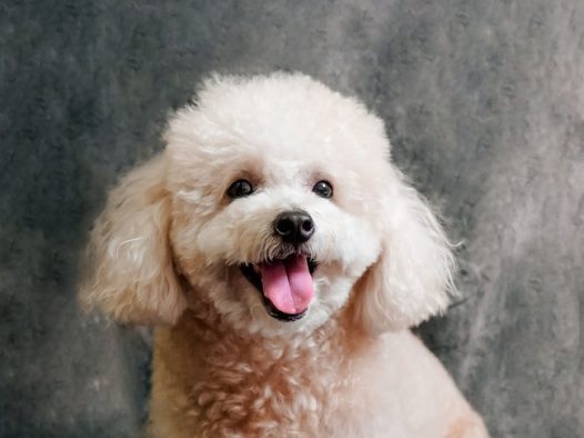 香槟色贵宾犬可爱图片