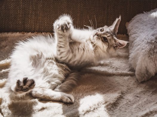 可爱小猫咪自由玩耍图片