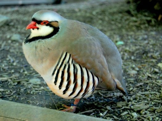 可爱毛茸小鸟图片