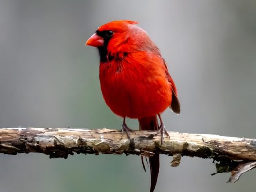 站在树枝上的红色飞禽摄影图片