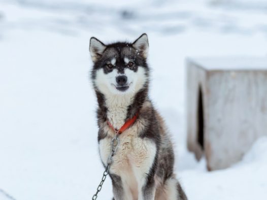 可爱哈士奇雪橇犬图片