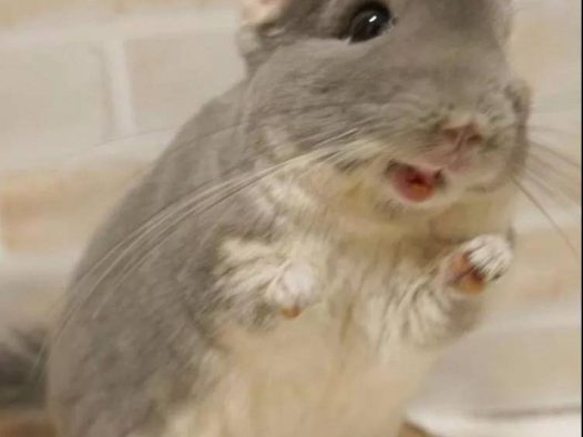 龙猫这种生物，不管你是贫穷还是富有，它都瞧不起你。明亮无辜的大眼、浓密柔软的毛发、若即若离的个性，让人类甘愿“奉龙猫为主”，自称“猫奴”。