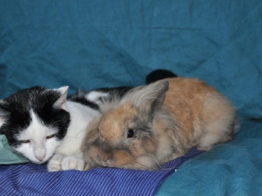 可爱小兔小猫图片