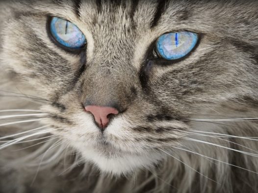 猫眼睛图片
