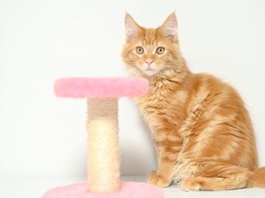 缅因库恩猫图片