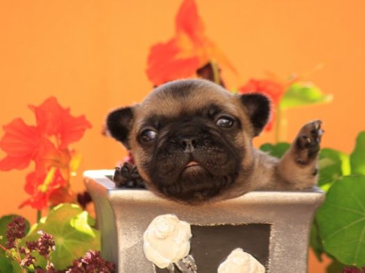 幼小斗牛犬图片
