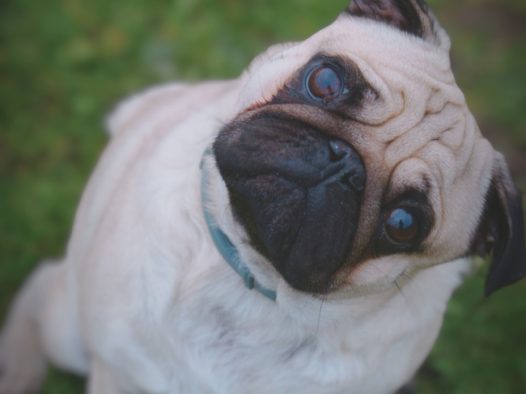 草地可爱法兰西斗牛犬摄影图片