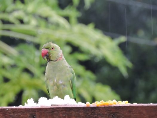 绿色鹦鹉高清图片