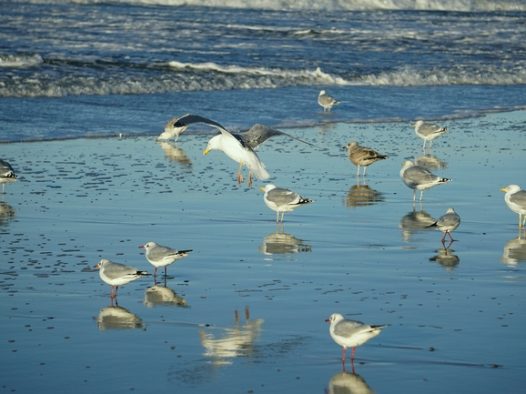 海边海滩一群海鸥图片