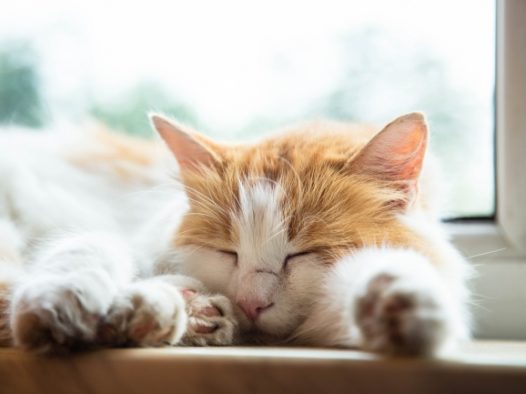 慵懒睡觉的小猫图片