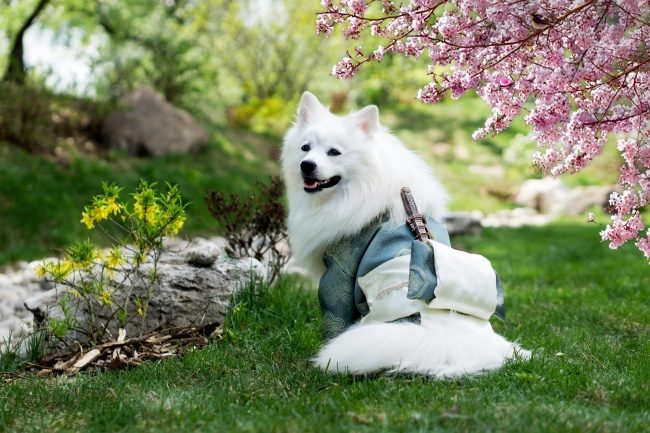 白色银狐犬图片 _ 宠物网