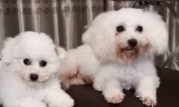 两只离不开主人的比熊犬,恨不得长在主人身上,网友:好有爱啊!
