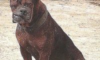 巨型犬跟土狗打架斗殴,认为平稳,結果脸都挨打歪掉了,真戳心