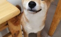 主人教育犯错的柴犬，但见到它很不屑的小表情，如何很想打它呢！
